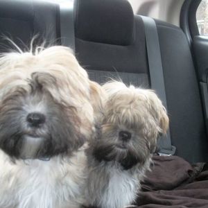 Meet your Posher, Sharon